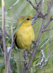Orchard Oriole 3549